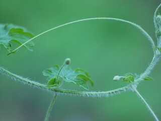 green caterpillar on a leaf