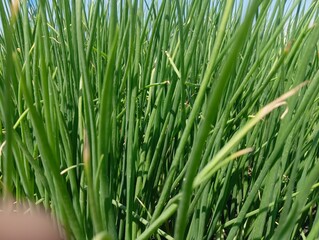 A close-up of a green onion plant (or a similar allium species) with a small, light-colored larva on one of its stalks. The background shows more plants and dark soil.
