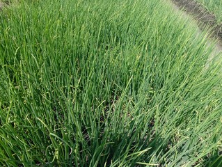 A close-up of a green onion plant (or a similar allium species) with a small, light-colored larva on one of its stalks. The background shows more plants and dark soil.
