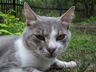 A close-up portrait of a grey and white cat.