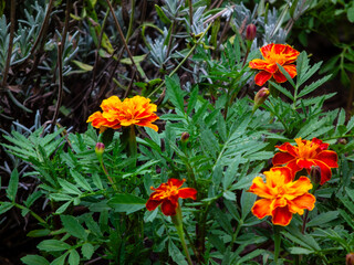 Vibrant orange and yellow marigold flowers in a garden