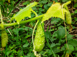 Young cucumbers growing on a vine in the garden