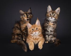 Impressive trio of Maine Coon cat kittens sitting and laying beside each other on edge. Looking straight to camera. Isolated on a black background.