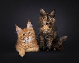 Impressive duo of Maine Coon cat kittens sitting and laying beside each other on edge. Looking straight to camera. Isolated on a black background. © Nynke