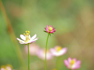 red flower on green background