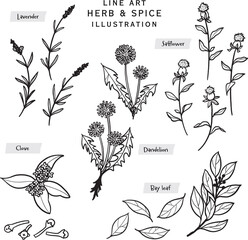 キッチンハーブとスパイスの線描きイラスト-2
