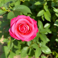 Naklejka premium Rose 'Madame Alfred Carriere'