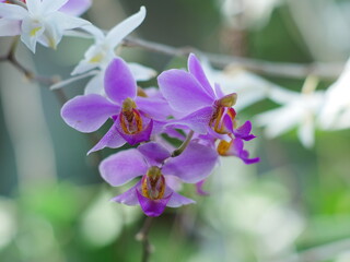 purple orchid flower