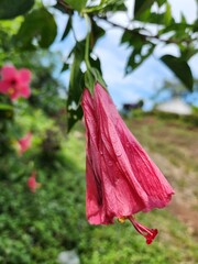 pink hibiscus flower