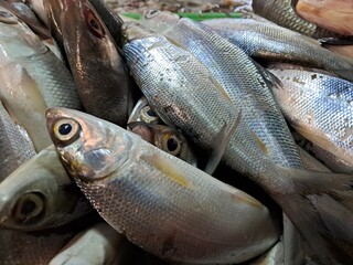 milkfish and mackerel in traditional markets