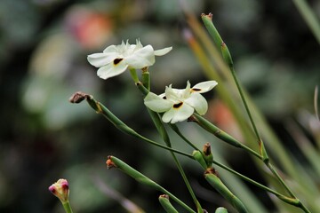 Delicate White Flowers with Green Stems in a Blurred Nature Background