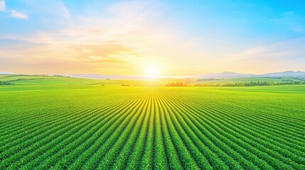 Agriculture field sunrise landscape with crops and green sunlight. Rural farmland in nature. Crops and plants form green rows. Farming environment, outdoor landscape, eco concept, bright daylight,