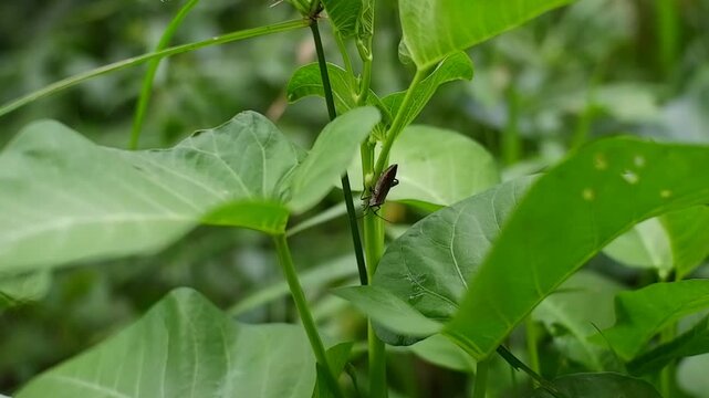 Leptocorisa oratoria, the rice ear bug (Alydidae) on water spinach.