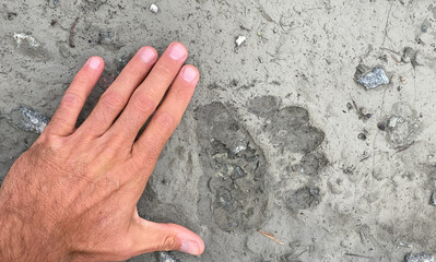 A man's hand and a bear's track in the mud, Finland