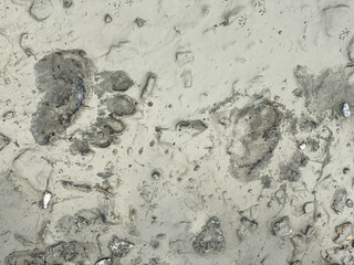 Footprints of a Brown Bear in the mud, Finland