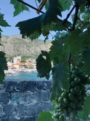 grape branch