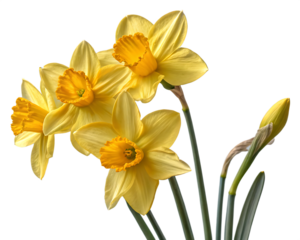 yellow daffodil flowers isolated on background white
