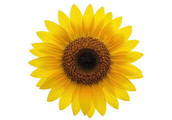 A single bright yellow sunflower isolated on transparent background