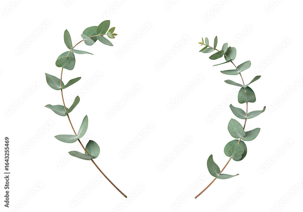 Poster two eucalyptus branches with green leaves arranged in a curve isolated on transparent background