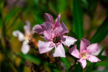 Obraz premium Biene auf rosa Oleanderblüte