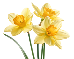 yellow daffodil flowers isolated on background white