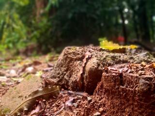 Fototapeta premium Cut tree stump on wet soil after rain