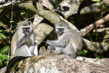 Two Vervet monkeys together on a large branch
