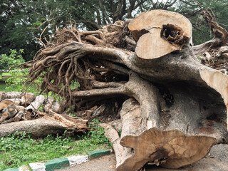Tree destroyed by mankind for its wood