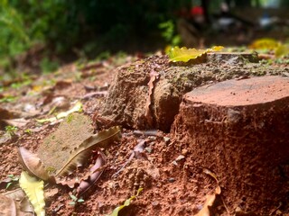 Cut tree stump on wet soil after rain