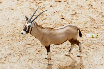 antelope in the zoo
