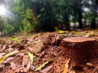 Cut tree stump on wet soil after rain