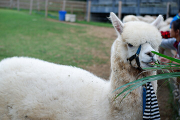Alpaca stay in farm and alpaca eating grass.