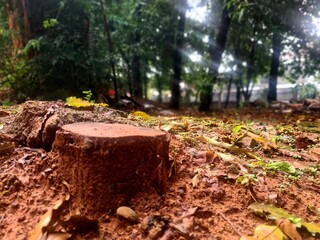 Cut tree stump on wet soil after rain