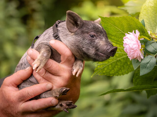 Small piglets mini-pigs in the hands of the owner. Colorful piglets
