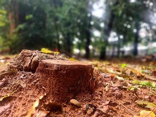Cut tree stump on wet soil after rain
