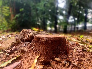 Cut tree stump on wet soil after rain