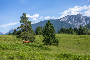 peaceful alpine meadow with a lonely grazing cow, lush greenery and majestic mountains under a clear blue sky. bright summer