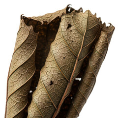 close up of a leaf