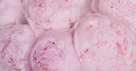 Soft Pastel Pink Peonies Petals Close-Up Texture. Gentle pastel pink peony blooms in a soft close-up, perfect for backgrounds, patterns, and romantic floral designs