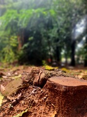 Cut tree stump on wet soil after rain