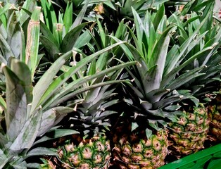 Fototapeta premium Fresh pineapples neatly stacked in a pile