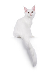 Cute solid white Maine Coon cat kitten, sitting up backwards on edge. Looking over shoulder towards camera. Isolated on a white background.