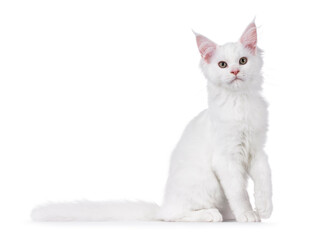 Cute solid white Maine Coon cat kitten, sitting up side ways. Looking towards camera. Isolated on a white background.