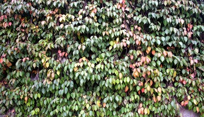 A Wall of Green and Red Leaves Creating a Natural Tapestry on Concrete