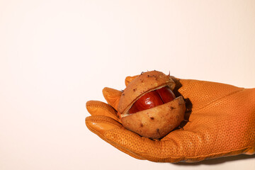 On the hand in an elegant yellow glove lies an open horse chestnut with a prickly shell containing...