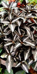 Close-up of Pilea ‘Silver Tree’ (Pilea spruceana), a compact tropical foliage plant with deeply...