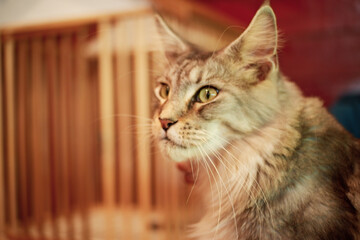 portrait of a cat
