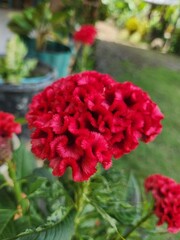 Celosia argentea var. cristata, beautifull ref flower