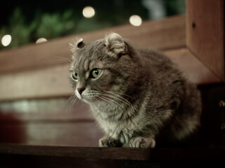 cat on the window