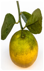 Citron bio sans traitement phytosanitaire 